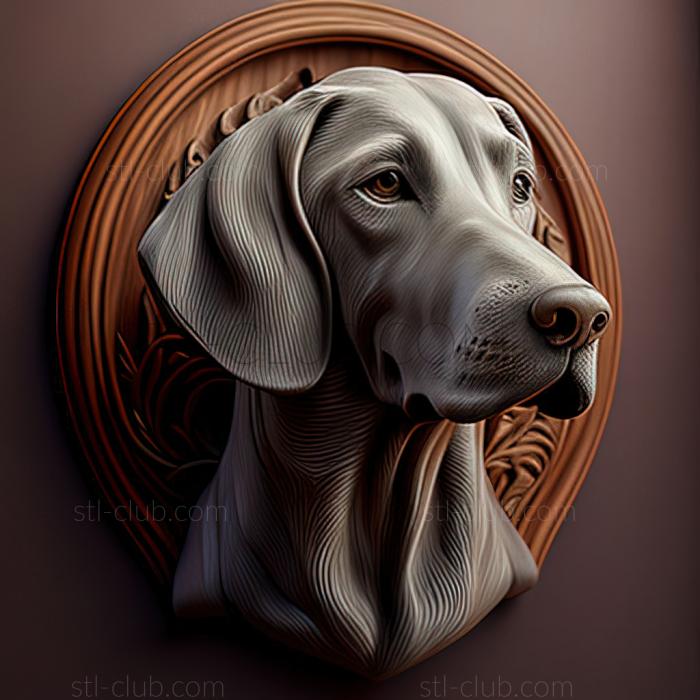 st Weimaraner dog